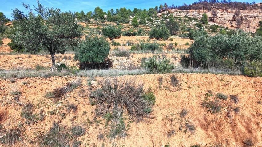 Mediterranean hills with terraced olive groves and winding rural road in Spain
