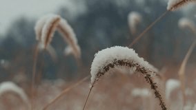 Macro shot of fresh evergreen pine needles with delicate frost and light snow, winter nature beauty, seasonal texture, holiday background, rustic festive decor, perfect stock video for celebration - Powered by Shutterstock - Get 15% off with code: PIKWIZARD15