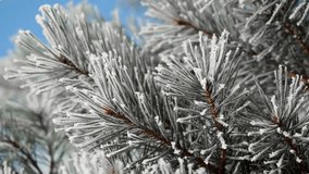 Macro shot of fresh evergreen pine needles with delicate frost and light snow, winter nature beauty, seasonal texture, holiday background, rustic festive decor, perfect stock video for celebration - Powered by Shutterstock - Get 15% off with code: PIKWIZARD15
