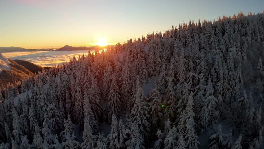 Aerial sunrise over snowy winter conifer forest on mountain slope above valley cloud inversion