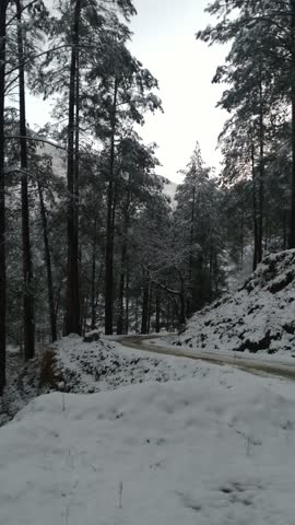 Winter is Here

Snowy Pine Forest Road in Winter Mountains

A serene winter scene showing a quiet mountain road winding through tall pine trees covered in fresh snow in a peaceful forest.

