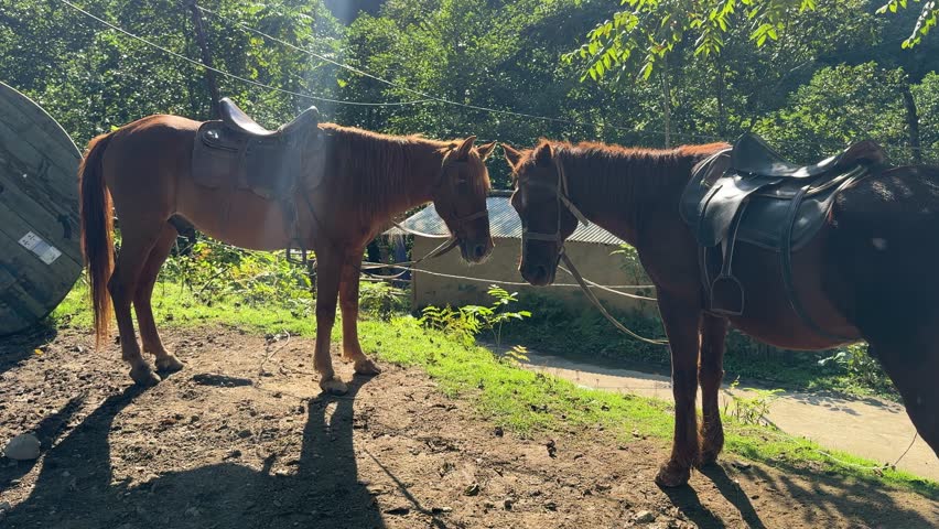 Two saddled horses standing face to face in warm sunlight on a forested hillside, their shadows stretching across the ground in a calm rural scene filled with lush greenery.