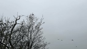 Birds flying in the moody sky over forest. - Powered by Shutterstock - Get 15% off with code: PIKWIZARD15