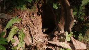 Wild ground-nesting bees flying in and out of a small forest burrow surrounded by ferns, leaves, and moist soil, captured in soft sunlight with natural motion and earthy detail. - Powered by Shutterstock - Get 15% off with code: PIKWIZARD15