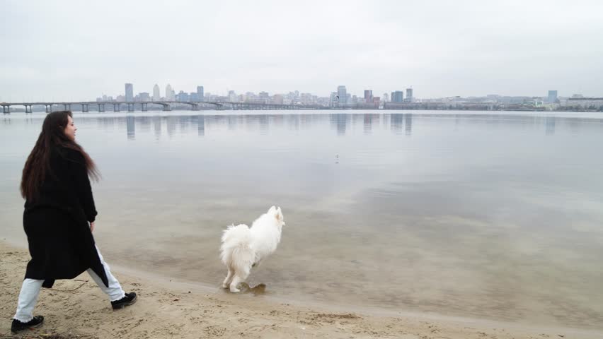 A girl plays with her Samoyed dog by throwing a stick into a river