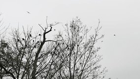 Flock of crows birds flying over leafless trees in foggy sky. - Powered by Shutterstock - Get 15% off with code: PIKWIZARD15