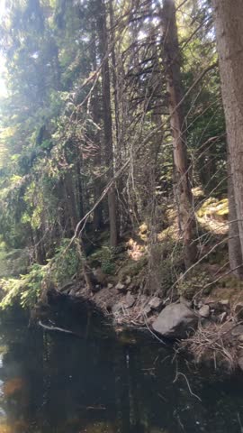 View of a lake between trees in the forest on a sunny day and an island in the middle