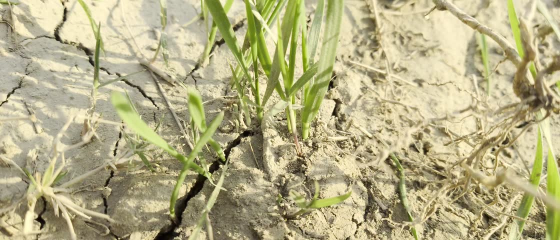 Fresh and beautiful wheat field.