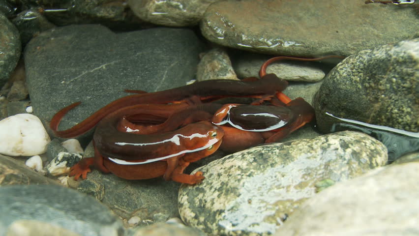 Mating newts