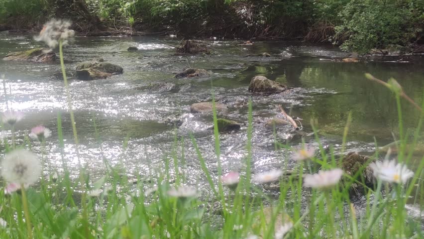 Rocks in a river in the forest