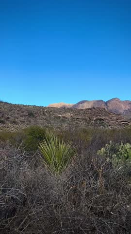 Surreal Western Texas Desert Landscape with Cactus and Mountains (Big Bend National Park, Texas, USA)