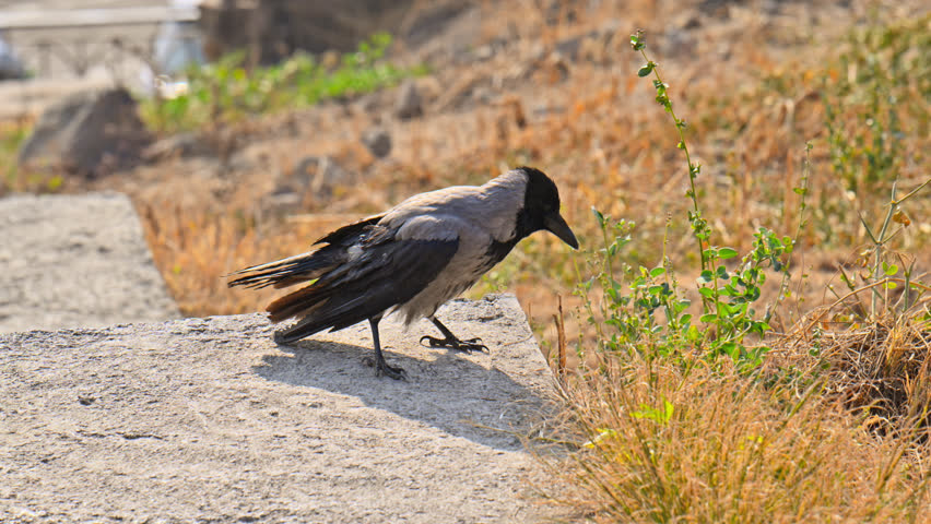 A crow is walking on a rock near some grass. The bird is looking down at the ground