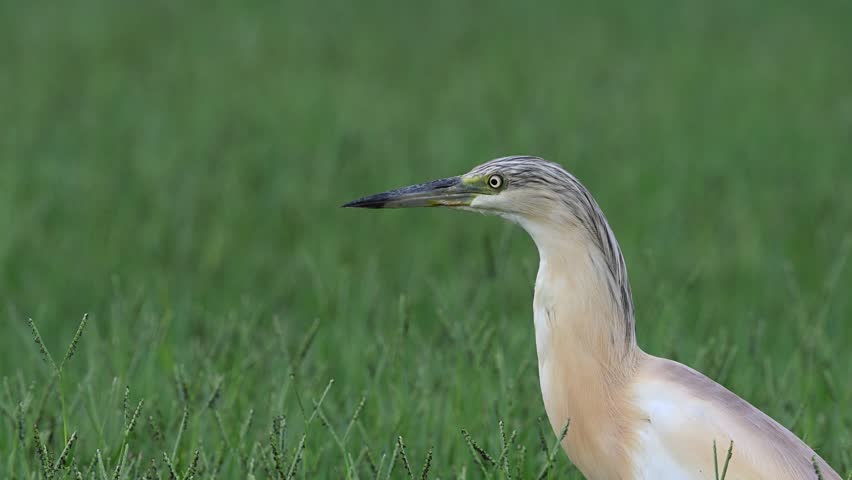 The Squacco Heron (Ardeola ralloides) is stalking its prey among the green grasses at the edge of a wetland. 