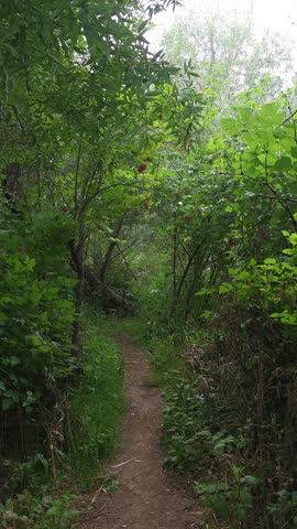 Pacific Northwest Rainstorm on a densely vegetated wilderness trail.  Trees with red berries line the dirt path.  Rain falls continuously and rain audio is included in clip.