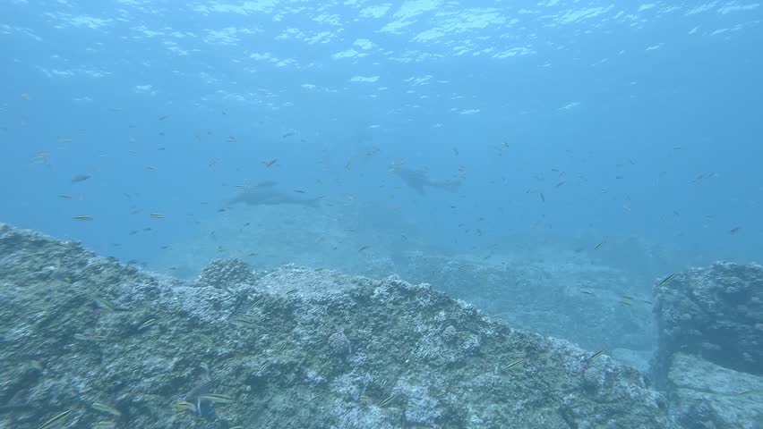 A California sea lion descends from a choppy, wave-stirred surface toward the depths, then turns and swims back upward in the Sea of Cortez, Baja California, Mexico. 