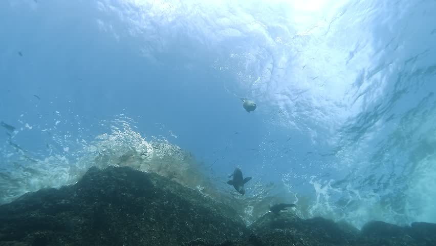 Low-angle shot of a California sea lion dropping from a choppy surface and disappearing toward the depths in the Sea of Cortez, Baja California, Mexico.