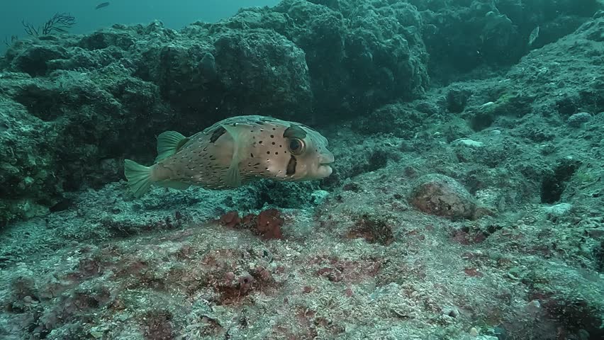A porcupinefish – Diodon hystrix – faces the camera in a tight close-up, its defensive spines clearly visible as it hovers near the reef in the Sea of Cortez, Baja California