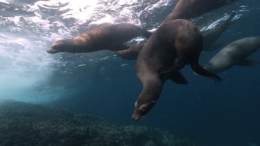 A California sea lion floats just below the surface scratching itself with its tail while other sea lions drift nearby against a deep blue ocean background in the Sea of Cortez, Baja California