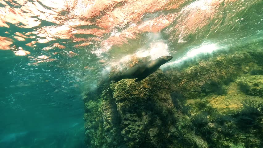 A California sea lion advances just under the surface without visible swimming, body frozen as if drifting effortlessly through the water in the Sea of Cortez, Baja California, Mexico.
