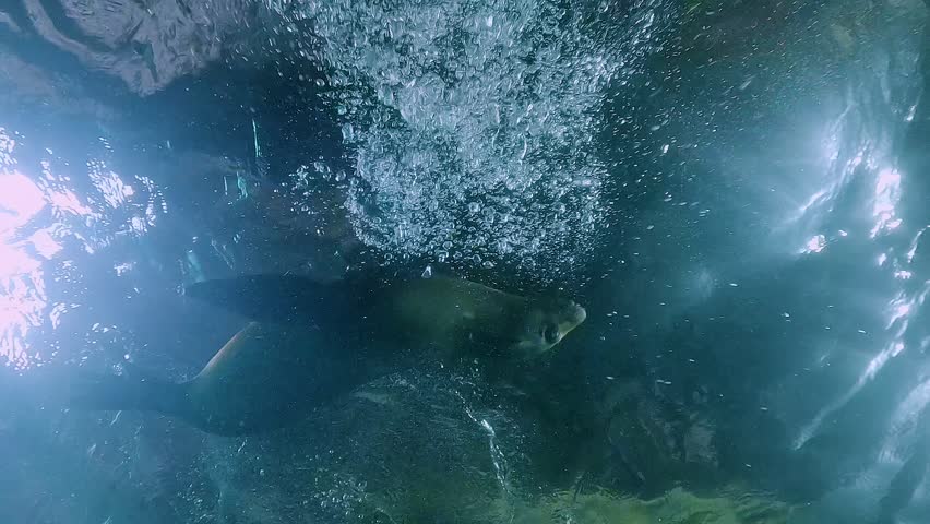 Low-angle shot inside a cave of a California sea lion – Zalophus californianus – head down, gently brushing past the camera in an intimate and dynamic underwater moment in the Sea of Cortez, Baja