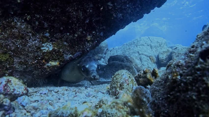 A very young California sea lion approaches to “kiss” the camera, then strikes a playful pose beneath a submerged rock in the Sea of Cortez, Baja California, Mexico