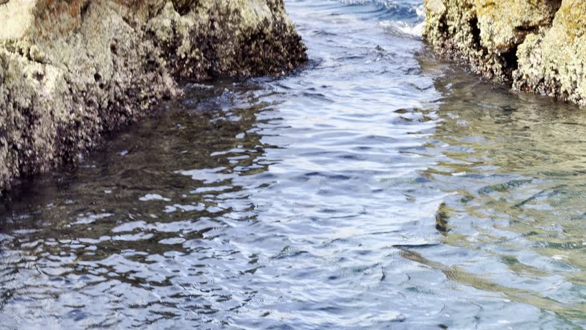 Medium exterior shot of an adult female California sea lion leaping into the water from her rock in the Sea of Cortez, Baja California, Mexico, showing powerful and dynamic natural behavior.