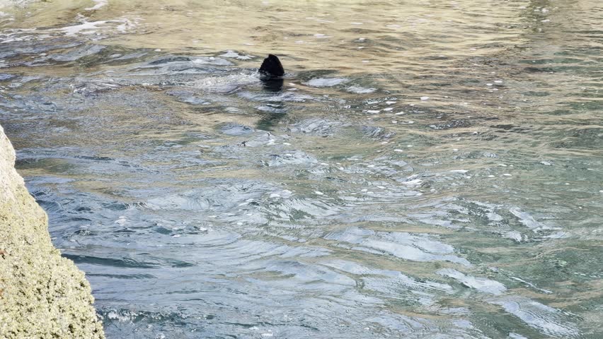 A California sea lion lifts its head out of the water near its reef and looks curiously at the camera at the surface in the Sea of Cortez, Baja California, Mexico. Check my portfolio for sea lions.