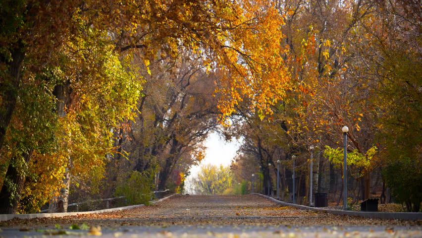 A path through a forest with trees on either side. An autumn park with a road, many trees, and leaves slowly falling in a gentle leaf fall