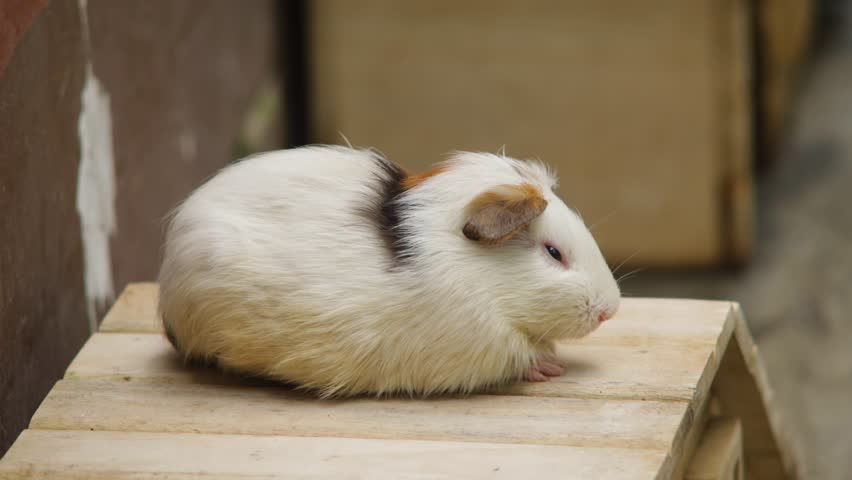 White and Brown Guinea Pig Resting on Wooden Surface