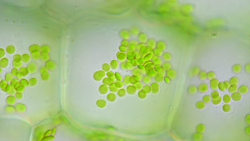 moving green plants seen through a microscope
