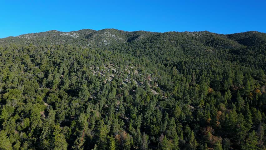 Drone view of pine forest on mountain slope in Big Bear