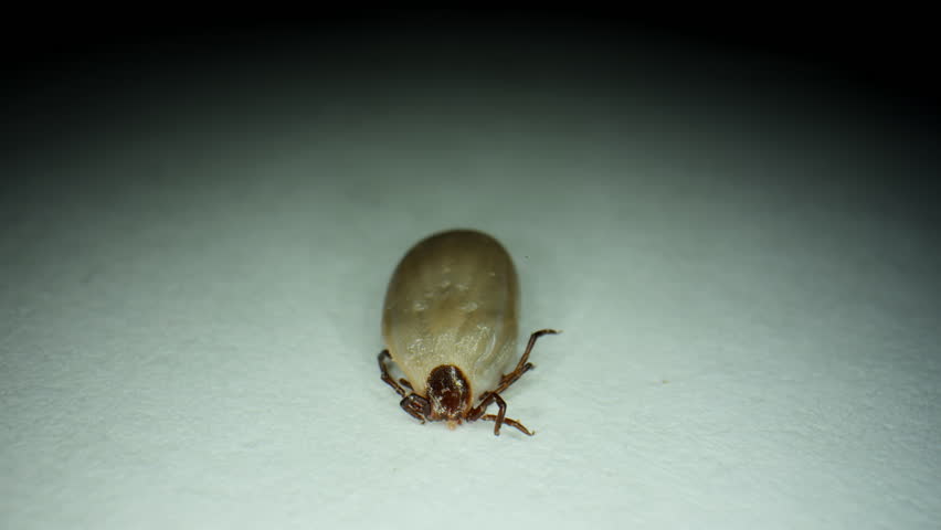 Macro close-up of an engorged tick crawling on white surface. The parasite is shown in high detail, highlighting its swollen body, legs, and natural movement POV view