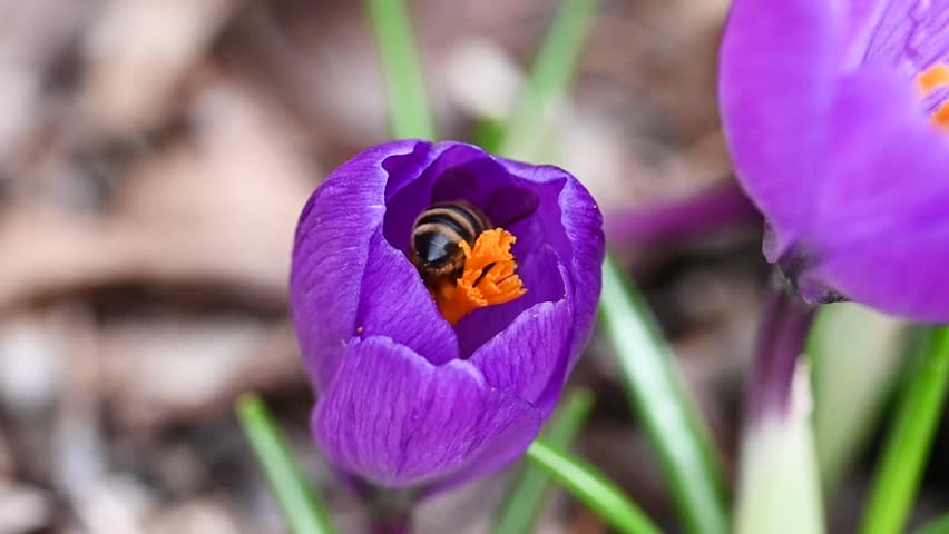 A honey bee foraging in a purple crocus flower