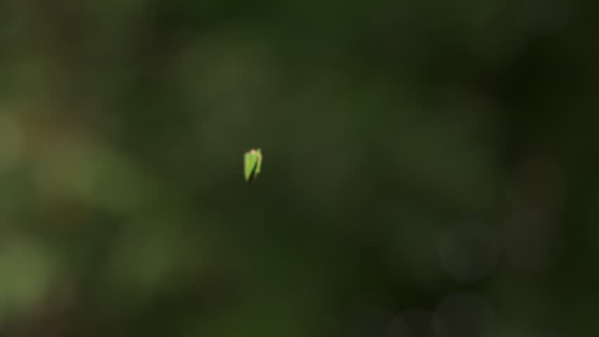 A small green leaf hangs from a spider web strand, gently spinning in the breeze. The camera tracks its motion against a soft, blurred forest background.