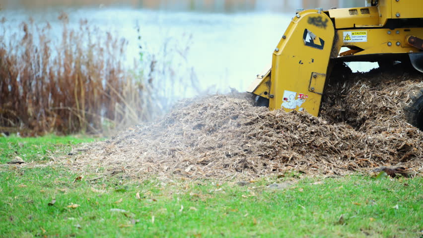 Professional stump grinding machine cutting through a tree stump near a pond. The powerful rotating blade chips wood into mulch