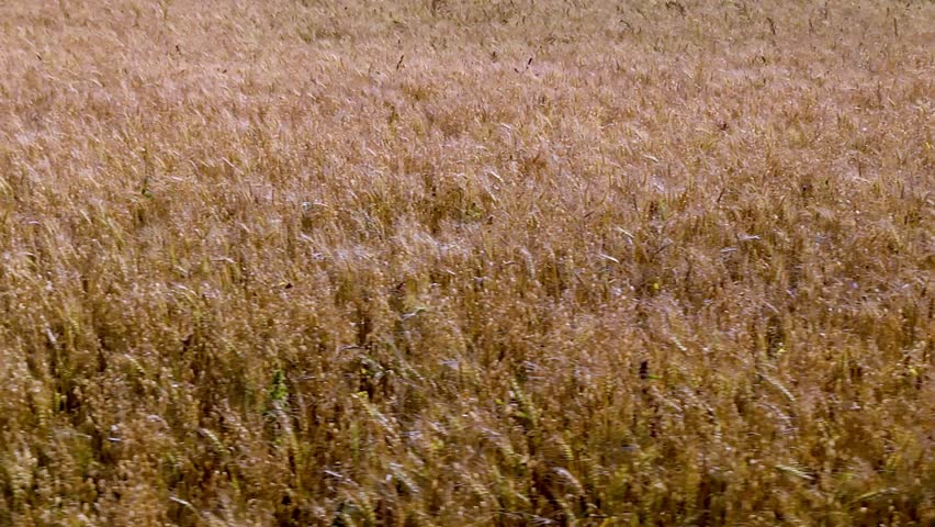 A dynamic, low-altitude drone shot that flies sideways (side scrolling or tracking shot) parallel to the edge of the fully mature barley field. The camera captures the texture of the grain heads blurr