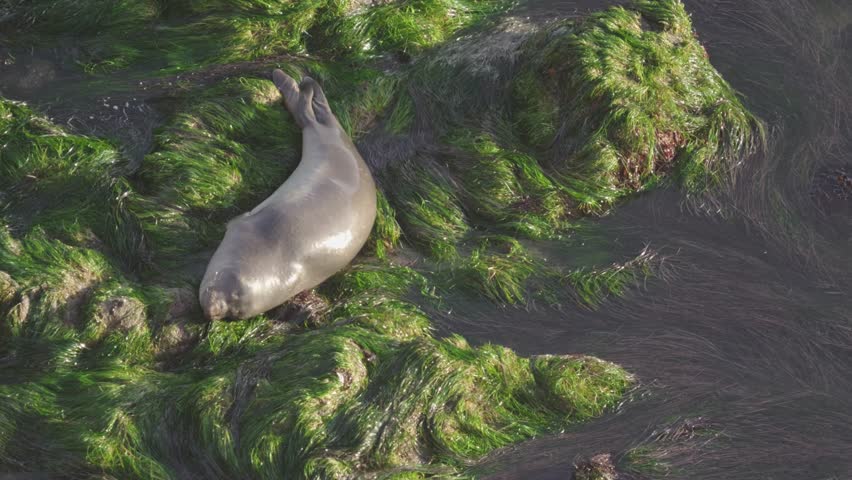 Juvenile Elephant Seal Resting on Bright Green Seaweed as Waves Wash Over
