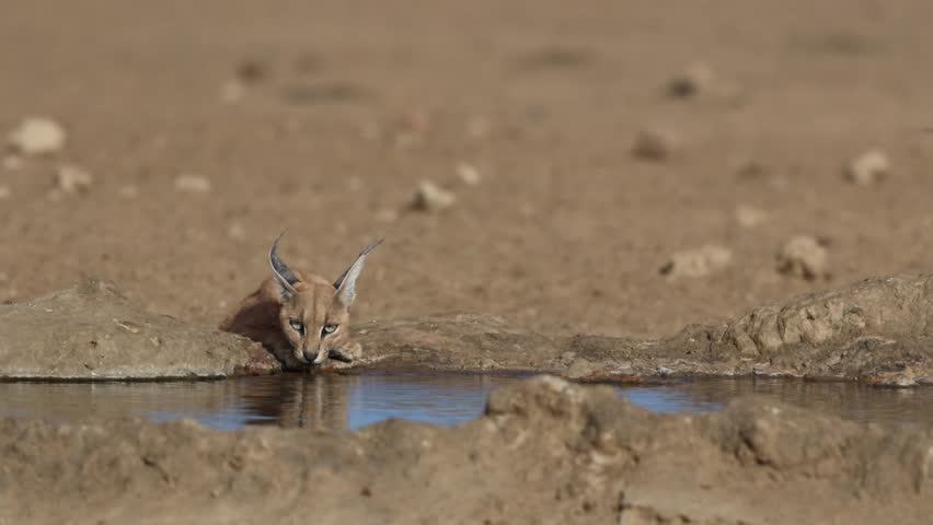 A caracal drinking at a waterhole in the dry landscape, Kgalagadi Transfrontier Park.