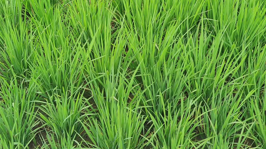 Vibrant green rice sprouts in a field. Fresh, natural backdrop for agriculture, growth, food, and environmental themes.
