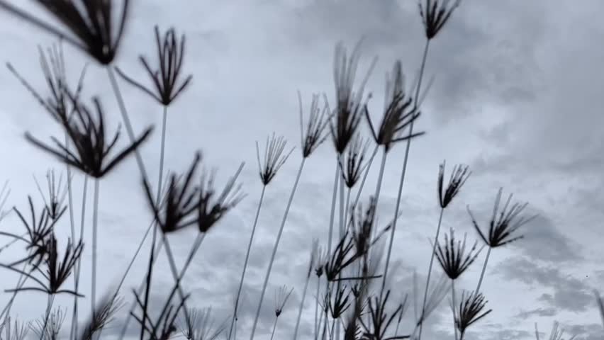 Horizontal closeup view of beautiful wild flowers gently leaning and swaying in the breeze under a cloudy sky, showcasing natural colors, soft motion, and the peaceful atmosphere of an open meadow lan