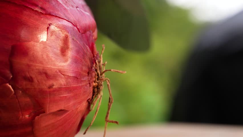 Close-up of a red onion being cut in an outdoor kitchen. A soft green leafy background adds natural contrast, highlighting the color and texture of the onion during the slicing moment.