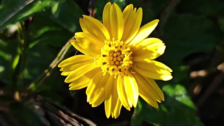 Beautiful macro video of a yellow Mexican sunflower (Tithonia). Bright sunlight illuminates the intricate petals and core as they gently sway in the breeze.