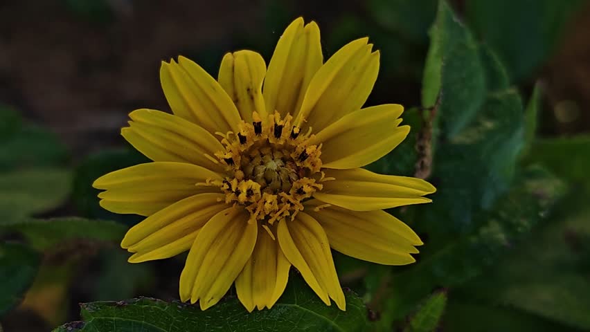 Beautiful macro video of a yellow Mexican sunflower (Tithonia). Bright sunlight illuminates the intricate petals and core as they gently sway in the breeze.