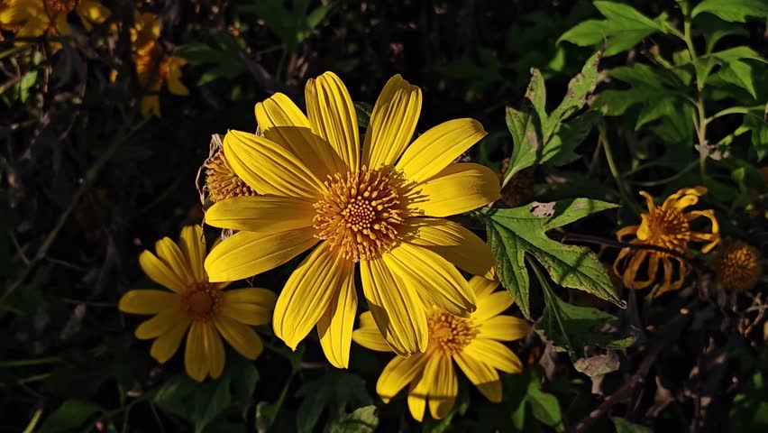 Beautiful macro video of a yellow Mexican sunflower (Tithonia). Bright sunlight illuminates the intricate petals and core as they gently sway in the breeze.