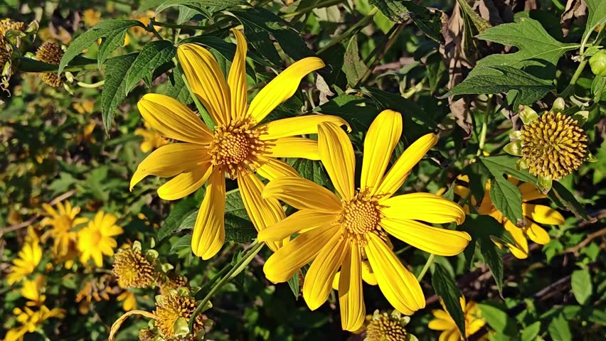 Beautiful macro video of a yellow Mexican sunflower (Tithonia). Bright sunlight illuminates the intricate petals and core as they gently sway in the breeze.