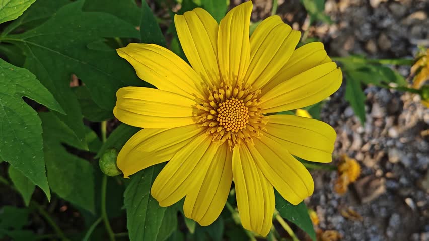 Beautiful macro video of a yellow Mexican sunflower (Tithonia). Bright sunlight illuminates the intricate petals and core as they gently sway in the breeze.