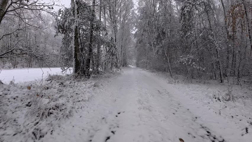 A drone glides slowly over a winter forest lane lined with birch and pine trees heavily coated in fresh snow