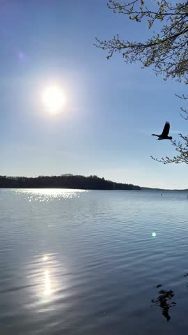 sunny lake scene with two flying geese