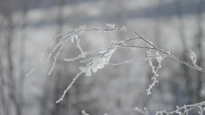 Thin tree branches are encased in ice and snow, forming a detailed frozen sculpture.