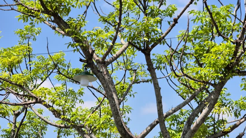 ​Old street lamp hanging among green tree branches against a bright blue sky background